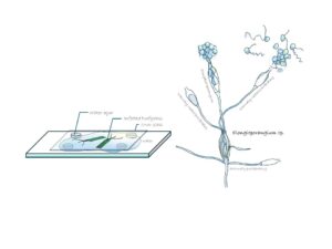 芝草水培養プレパラート