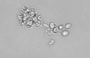 P. dissotocum_GK17Ren5sh_NB280082-frame-at-1m6s3-1